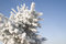 Free A Part Of Snow Tree Under The Blue Sky Stock Images - 3869674