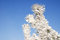 Free A Part Of Snow Tree Under The Blue Sky Stock Photos - 3869683