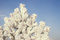 Free A Part Of Snow Tree Under The Blue Sky Royalty Free Stock Photo - 3869735