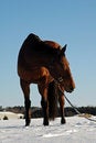 Free Horse Standing In Snow Stock Image - 3882071