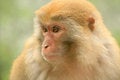 Free Close-up Of Monkey Royalty Free Stock Images - 3884559