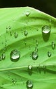 Free Wet Shadows Royalty Free Stock Photography - 3885437