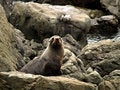 Free New Zealand Fur Seal Royalty Free Stock Image - 3885756