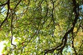 Free Tree View Upwards Royalty Free Stock Image - 3889356