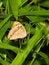 Free Blue Pansy Butterfly Royalty Free Stock Photography - 3885167