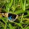 Free Blue Pansy Butterfly Royalty Free Stock Images - 3885169