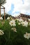 Free Flowers, Unknown Ones, To Me Royalty Free Stock Images - 3885819