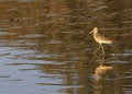 Free Marbled Godwit , Member Of The Sandpiper Family Stock Images - 3893734