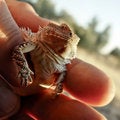 Free Horned Toad Or Horned Lizard Royalty Free Stock Image - 3898746