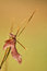 Free Single Leaf On Grass Royalty Free Stock Photo - 3895555