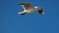 Free High Flyer Royalty Free Stock Photos - 391148