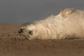 Free Atlantic Grey Seal Pup Royalty Free Stock Photo - 391495