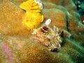 Free Christmas Tree Tube Worm Royalty Free Stock Images - 395079