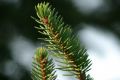 Free Pine Branch Isolation Royalty Free Stock Photo - 395385