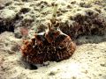 Free Unique Sea Pen Royalty Free Stock Photography - 398887