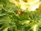 Free Cabbage And Ladybug Stock Photo - 393460