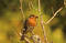 Free Robin Redbreast Stock Images - 395394