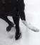 Free Tail And Back Feet Of Black Dog In The Snow Royalty Free Stock Images - 398119