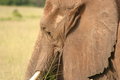 Free Wildlife In Tanzania Elephant Royalty Free Stock Photo - 3901315