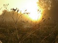 Free Cradle For The Sun Royalty Free Stock Image - 3903416