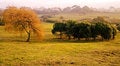 Free Tree And Bushes In Fog Royalty Free Stock Image - 3906336