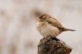 Free Sparrow (aka Passer Domesticus) On Grey Background Stock Photography - 3907212