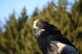 Free Steppe Eagle Royalty Free Stock Image - 3909406