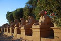 Free Avenue Of The Sphinx Stock Photography - 3914142