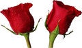 Free Red Roses Isolated Stock Photos - 3917573
