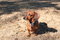 Free Miniature Dachshund Color Stock Photography - 3911942
