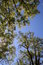 Free Park Trees Royalty Free Stock Photo - 3911945