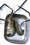 Free King Prawns Royalty Free Stock Image - 3913856