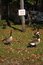 Free Trespassing Geese Royalty Free Stock Photo - 3917605