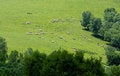 Free Landscapes Of Grassland Royalty Free Stock Photo - 3922595