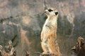 Free Wondering Meerkat Stock Images - 3927324