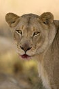 Free Deadly Lion Stare Royalty Free Stock Images - 3927639