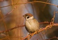 Free Sparrow Stock Image - 3928521