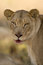 Free Deadly Lion Stare Royalty Free Stock Images - 3927639