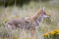Free Hunter Stock Photography - 3932182