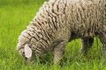 Free Sheep Stock Photos - 3933733