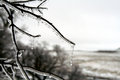 Free Icesickles ON Branch Stock Photo - 3935880