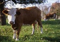Free Cow Stock Images - 3939344