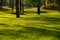 Free Early Morning Sunlight In The Meadow Royalty Free Stock Image - 3931676