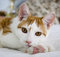 Free Cat Daydreaming Stock Image - 3932271