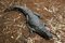 Free Crocodile Stock Photography - 3938022