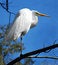 Free Great White Heron Stock Image - 3941771
