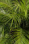 Free Palm Tree Background Royalty Free Stock Image - 3943576