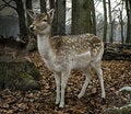 Free Roe Deer Royalty Free Stock Photos - 3950128