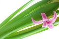 Free Hyacinth Flower Stock Images - 3951814