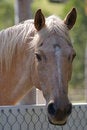 Free Friendly Horse Stock Photography - 3953662